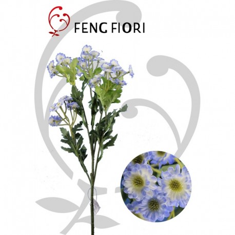 Magherita singola