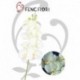 Orchidea