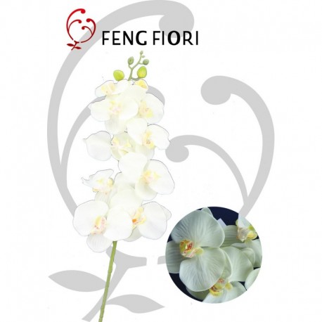 Orchidea