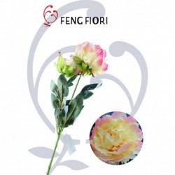 Peonia singola