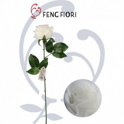 Rosa singola