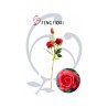 ROSA SINGOLA 3F
