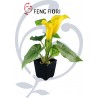 CALLA IN VASO