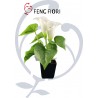 CALLA IN VASO