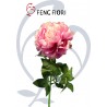 PEONIA SINGOLA 70CM